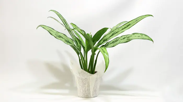 אנגולמה עלה צר.