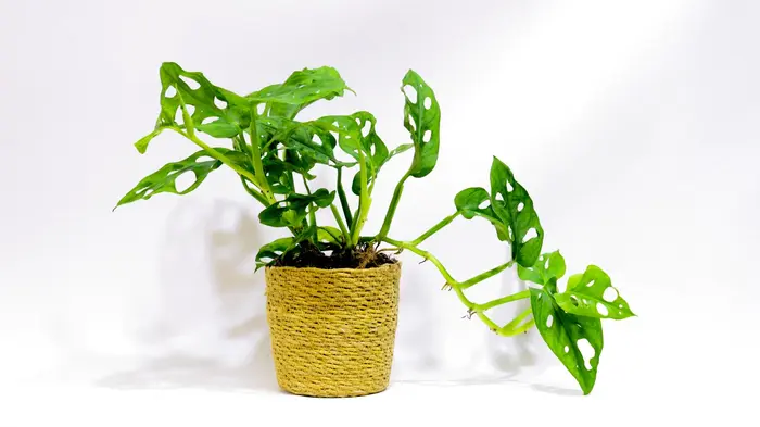 מונסטרה מנקי.