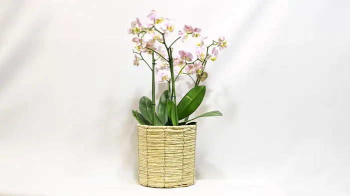 עציץ סחלב 4 ענפים.