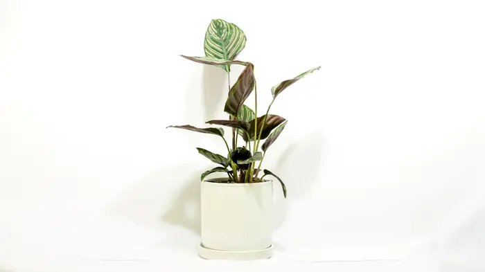 קלתאה אורנטה.