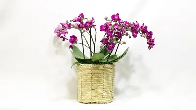 עציץ סחלב 5-7 ענפים.