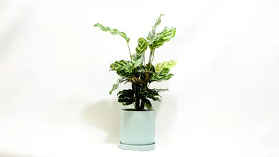 קלתאה מוקיאנה.