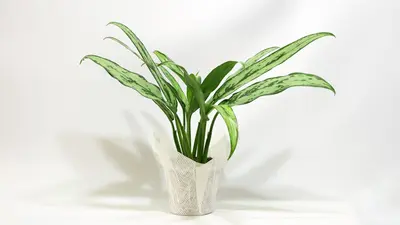 אנגולמה עלה צר.