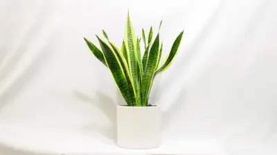 סנסיוורה גדולה.