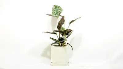 קלתאה אורנטה.