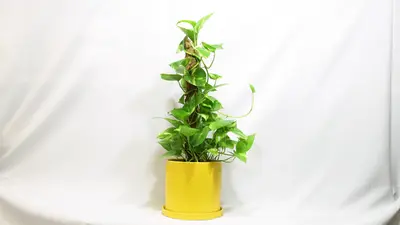 פוטוס על מוס.