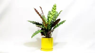 קלתאה אינסגניוס.